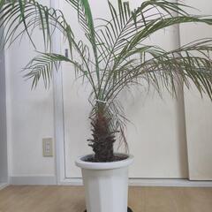 観葉植物　ヤシの木　【フェニックス・ロベレニー】
