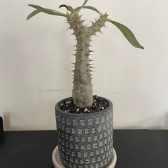 【希少品】観葉植物・塊根植物”パキポディウム　ロスラーツム”