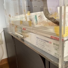 ✨中古✨フクロモモンガ アクリル製ゲージ 透明ケース ヒーターなど付属品付きの画像