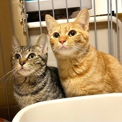 茶トラとキジトラの美猫兄妹