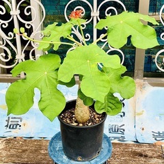 🌿ヤトロファ サンゴアブラギリ 珊瑚油桐 🌿