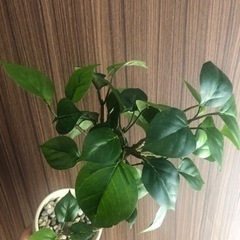 【巻き幹】造花の観葉植物 フィカス の画像