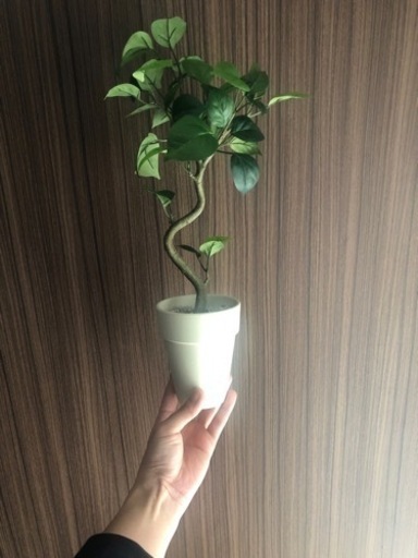【巻き幹】造花の観葉植物 フィカス