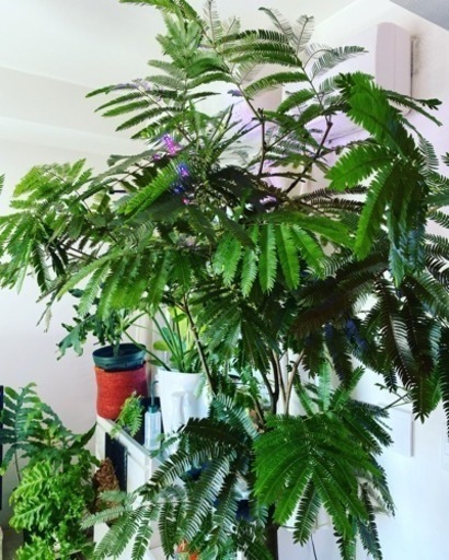 価格相談可能です。エバーフレッシュ200cm