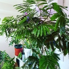 価格相談可能です。エバーフレッシュ200cm