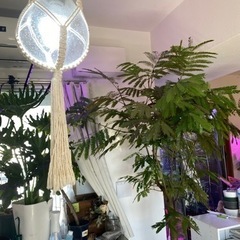 価格相談可能です。エバーフレッシュ200cmの画像