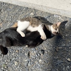 仔猫3匹の里親募集します。 - 登米市