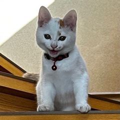 【里親急募】【助けて下さい】おしりにハートマークがある白いブチ猫ちゃん