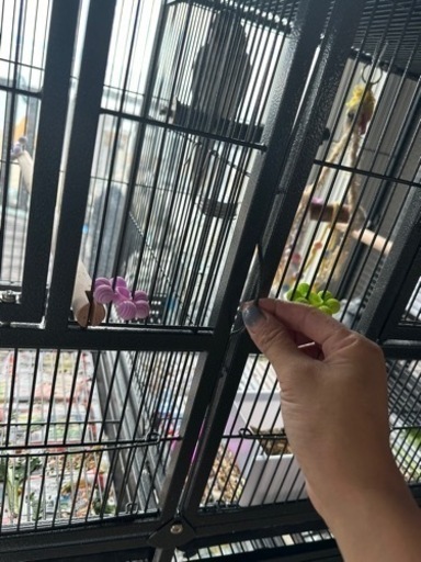 二段式インコ用ケージ