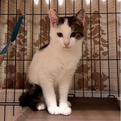 白キジブチ女の子