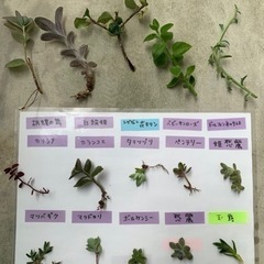 多肉植物☆15種の画像