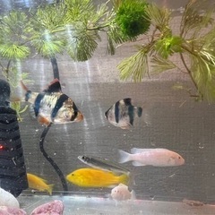 熱帯魚　淡水魚（予定者決定）
