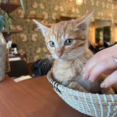 ふわふわのちゃとらの男の子🧡里親様決まりました