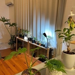 【希少品】観葉植物ユーフォルビア“ホワイトゴースト“