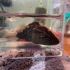 オヤニラミ
