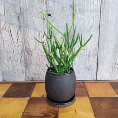 【観葉植物】 ミルクブッシュ　 スティックオンファイヤー　受皿付