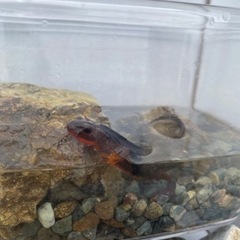 アカハライモリ