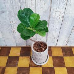 【観葉植物】曲げ　カシワバゴム バンビーノ　受皿付の画像