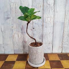 【観葉植物】曲げ　カシワバゴム バンビーノ　受皿付