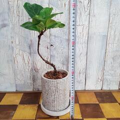 【観葉植物】曲げ　カシワバゴム バンビーノ　受皿付の画像