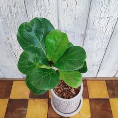 【観葉植物】曲げ　カシワバゴム バンビーノ　受皿付の画像