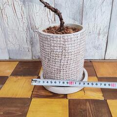 【観葉植物】曲げ　カシワバゴム バンビーノ　受皿付の画像