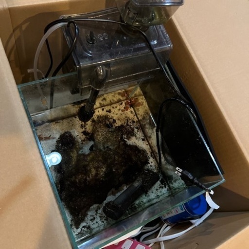熱帯魚セット