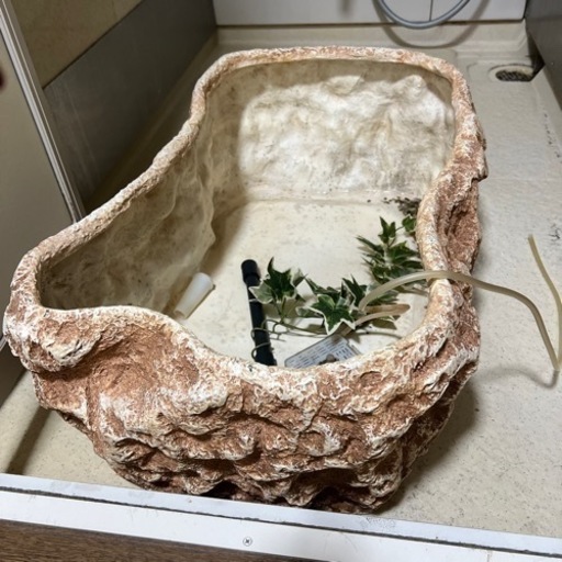 鯉　飼育セット