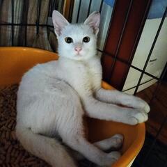 ビビリ美猫♡ほんとは超お茶目