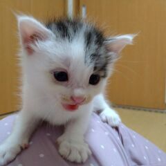 家族になってくれる方、探しています！