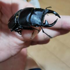 オオクワガタ　ペア＋おまけ