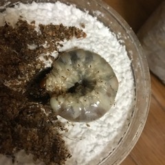 オオクワガタ幼虫の画像