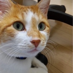 エイズ持ちですがおっとり目の可愛い♂（去勢済み）