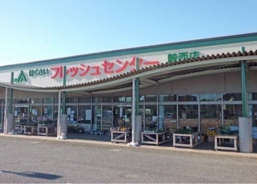 ヘラクレス ヘラクレス ♂♂【完売御礼】