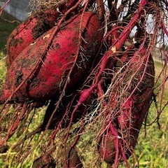 無農薬サツマイモ　　シルクスイート