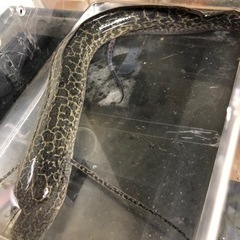 エチオピクスの画像