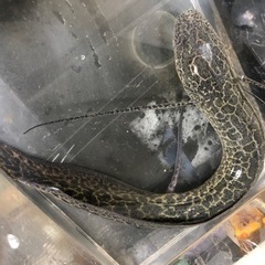 エチオピクス