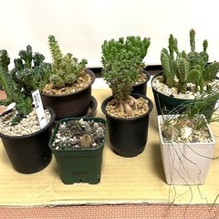 サボテンその他セット