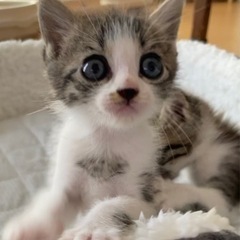 ✨ずっとのお家決定✨お目目が大きな生後1ヶ月のキジ白くん♂