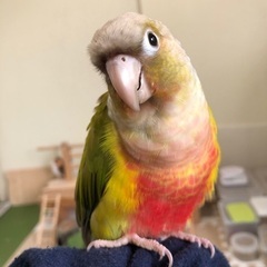 迷子のインコを探しています。