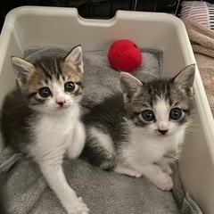 ✨ずっとのお家決定✨お目目の大きな生後1ヶ月のキジ白ちゃん♀ - 猫
