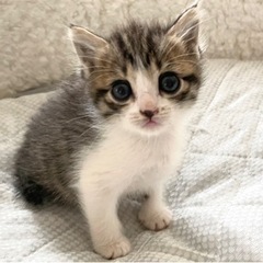 ✨ずっとのお家決定✨お目目の大きな生後1ヶ月のキジ白ちゃん♀ - 大分市