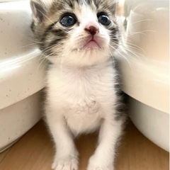 ✨ずっとのお家決定✨お目目の大きな生後1ヶ月のキジ白ちゃん♀