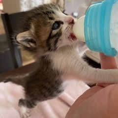 ✨ずっとのお家決定✨お目目の大きな生後1ヶ月のキジ白ちゃん♀ − 大分県