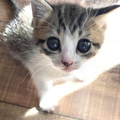 ✨ずっとのお家決定✨お目目の大きな生後1ヶ月のキジ白ちゃん♀ - 里親募集