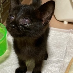 全盲の黒猫ちゃん