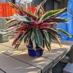 観葉植物　〜ストロマンテ・トリオスター〜