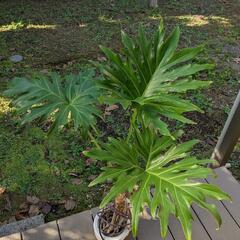 観葉植物　〜フィロデンドロン・セローム
〜