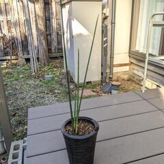 観葉植物　〜サンスベリア〜の画像