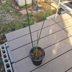 観葉植物　〜サンスベリア〜